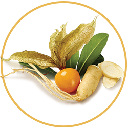 SHODEN® Ashwagandha